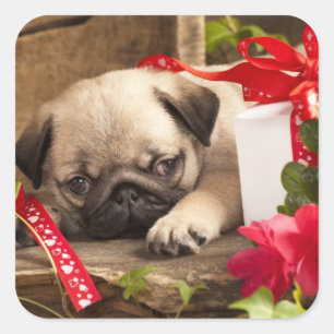 Puppy en cadeaudoos vierkante sticker