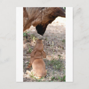 puppy en duitse herder briefkaart
