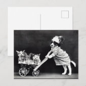 Puppy- en Kittens-mensenrechtensituatie Briefkaart (Voorkant / Achterkant)