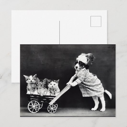 Puppy- en Kittens-mensenrechtensituatie Briefkaart (Voorkant / Achterkant)