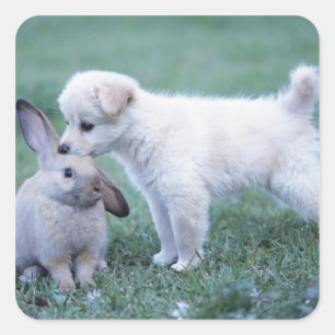 Puppy en konijn in de luik vierkante sticker