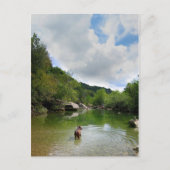 Puppy Exploring Barton Creek - Austin Texas Briefkaart (Voorkant)