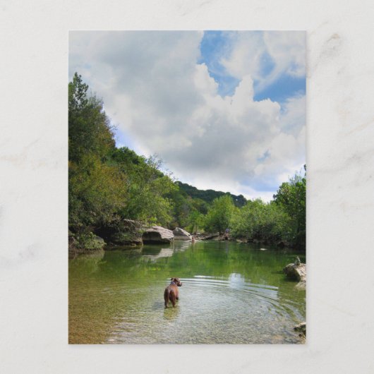 Puppy Exploring Barton Creek - Austin Texas Briefkaart (Voorkant)