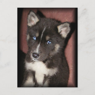 puppy_eye briefkaarten