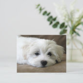 Puppy Eyes Briefkaart (Staand voorkant)