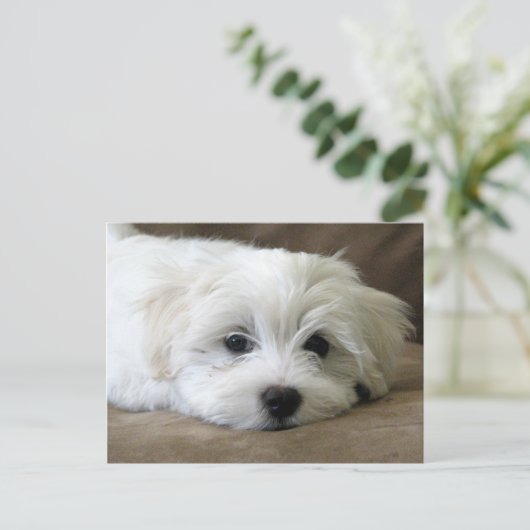 Puppy Eyes Briefkaart (Staand voorkant)