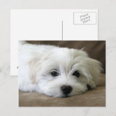 Puppy Eyes Briefkaart (Voorkant / Achterkant)