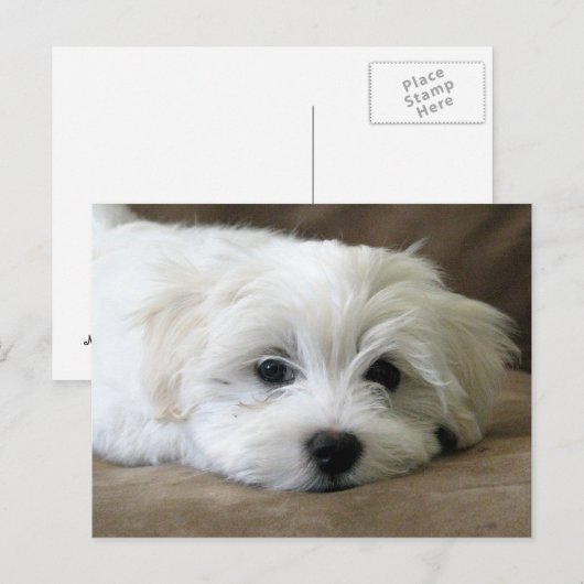 Puppy Eyes Briefkaart (Voorkant / Achterkant)