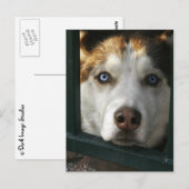 Puppy Eyes Briefkaart (Voorkant / Achterkant)