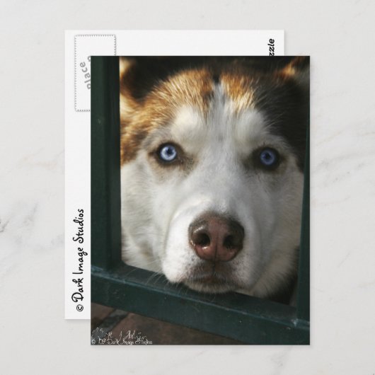 Puppy Eyes Briefkaart (Voorkant / Achterkant)