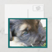 Puppy Eyes Briefkaarten (Voorkant / Achterkant)