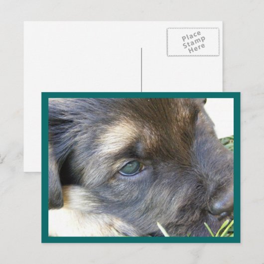 Puppy Eyes Briefkaarten (Voorkant / Achterkant)