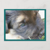 Puppy Eyes Briefkaarten (Voorkant)