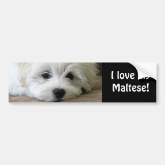 Puppy Eyes Bumpersticker