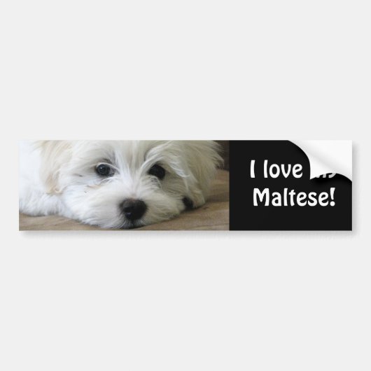 Puppy Eyes Bumpersticker (Voorkant)