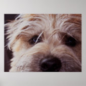 Puppy face close-up Poster (Voorkant)