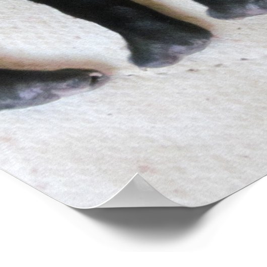 Puppy feet -print poster (Hoek)