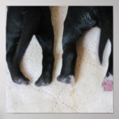 Puppy feet -print poster (Voorkant)