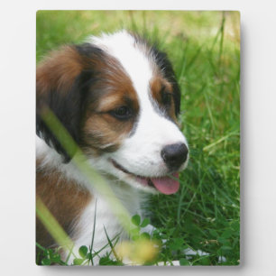 Puppy Fotoplaat