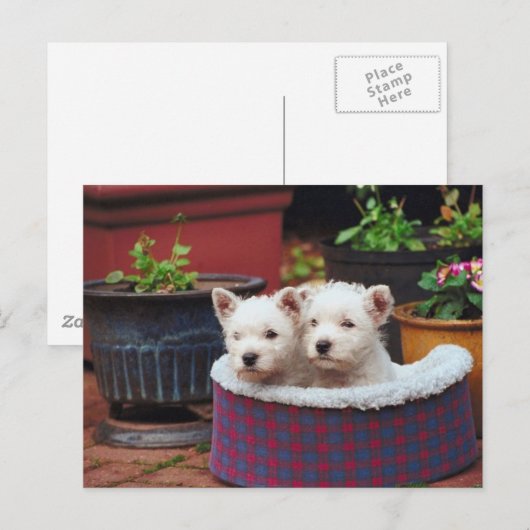 Puppy Friends Briefkaart (Voorkant / Achterkant)