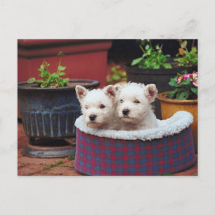 Puppy Friends Briefkaart