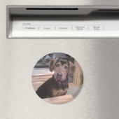 Puppy gaze magneet (Insitu (Vaatwasser))