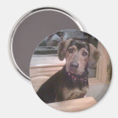Puppy gaze magneet (Voorkant / Achterkant)