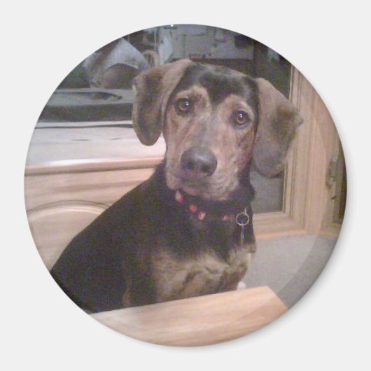 Puppy gaze magneet (Voorkant)