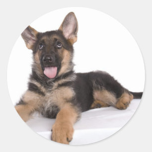 puppy German herder Ronde Sticker