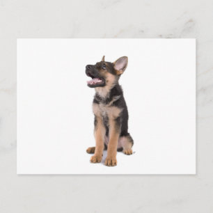 puppy German shepherd Briefkaart