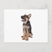 puppy German shepherd Briefkaart (Voorkant)