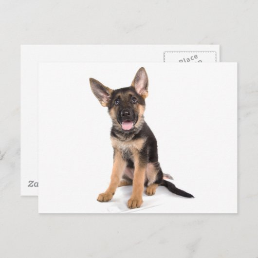puppy German shepherd Briefkaart (Voorkant / Achterkant)