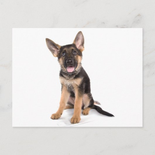 puppy German shepherd Briefkaart (Voorkant)