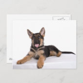 puppy German shepherd Briefkaart (Voorkant / Achterkant)
