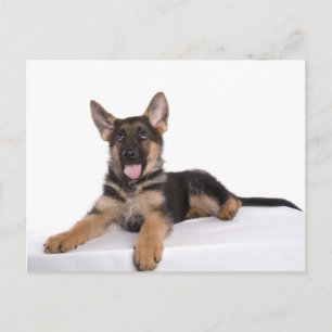 puppy German shepherd Briefkaart