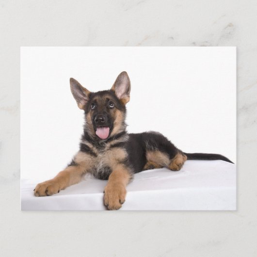 puppy German shepherd Briefkaart (Voorkant)
