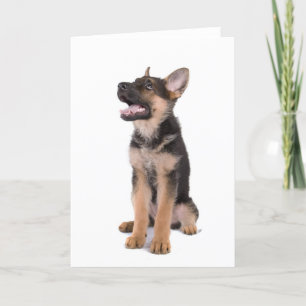 puppy German shepherd Kaart