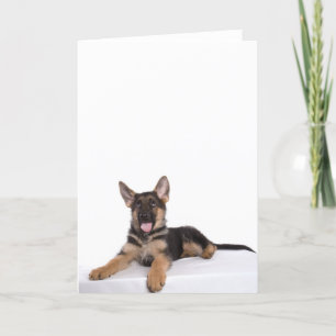 puppy German shepherd Kaart