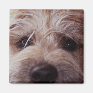 Puppy gezicht close-up magneet