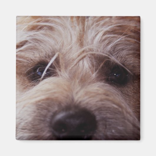 Puppy gezicht close-up magneet (Voorkant)