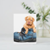 Puppy Gifts Briefkaart (Staand voorkant)