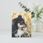 puppy hay briefkaart (Staand voorkant)