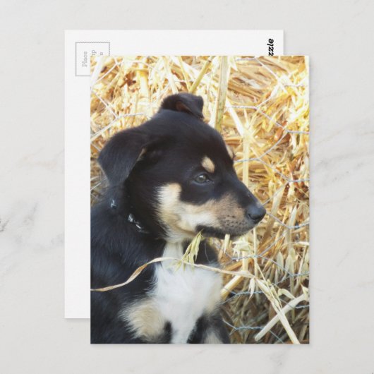 puppy hay briefkaart (Voorkant / Achterkant)