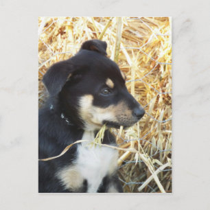 puppy hay briefkaart
