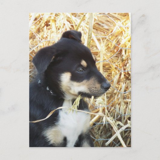 puppy hay briefkaart (Voorkant)