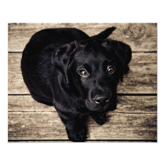 Puppy hondliefde foto afdruk (Voorkant)