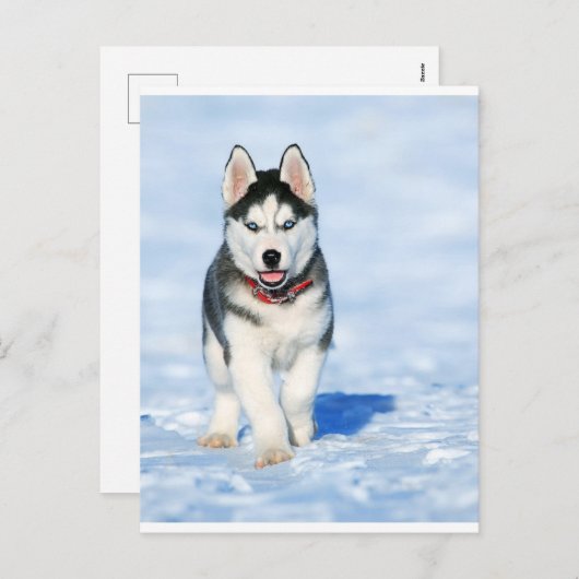 Puppy Husky in het winterlandschap Feestdagenkaart (Voorkant / Achterkant)