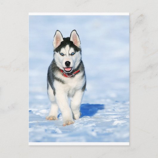 Puppy Husky in het winterlandschap Feestdagenkaart (Voorkant)
