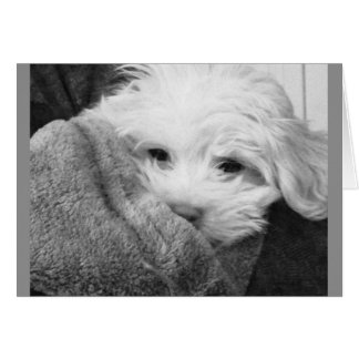 Puppy in Blanket Black en White Photo Card