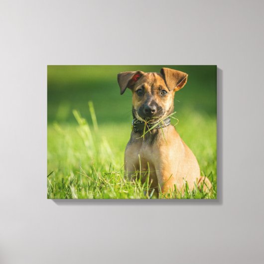 Puppy in de gras canvas afdruk (Voorkant)